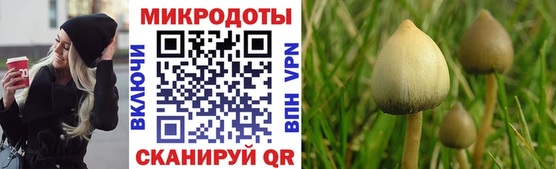 Купить закладки  Няндома  Псилоцибиновые грибы мицелий 
